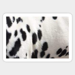 Dalmatian Dog Fur Sticker